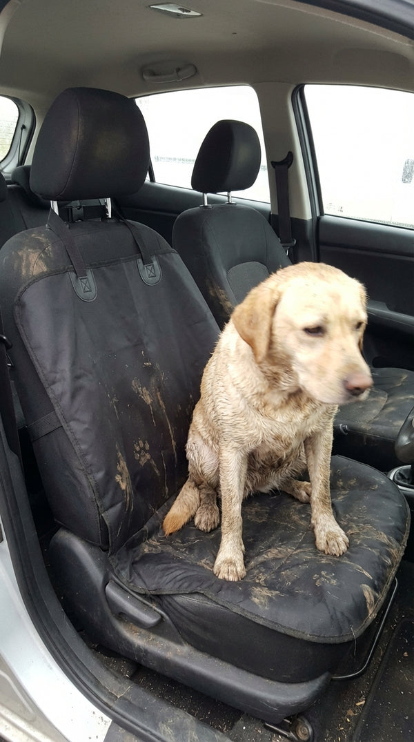 Daniel J. review photo